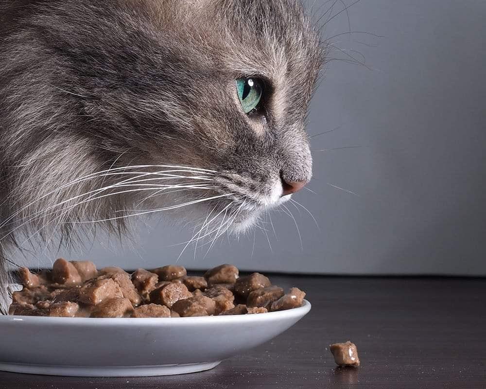 Chất lượng thức ăn kém ảnh hưởng đến mèo của bạn như thế nào