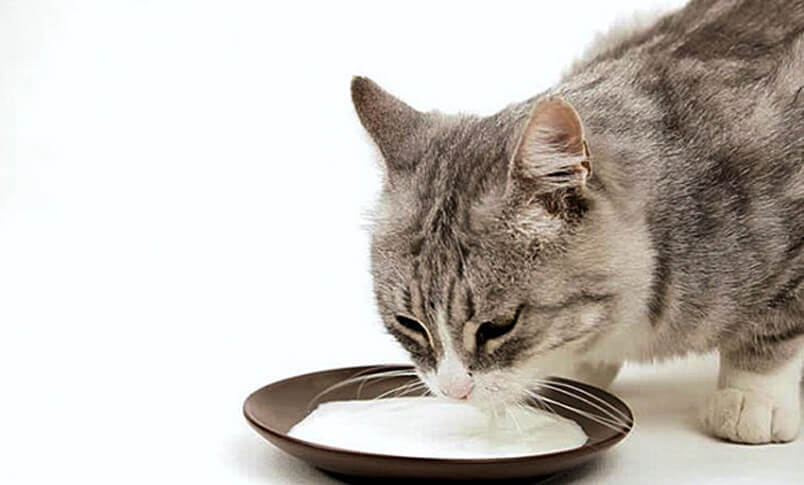 kinh nghiệm chọn sữa và cách dùng sữa đúng cách cho mèo