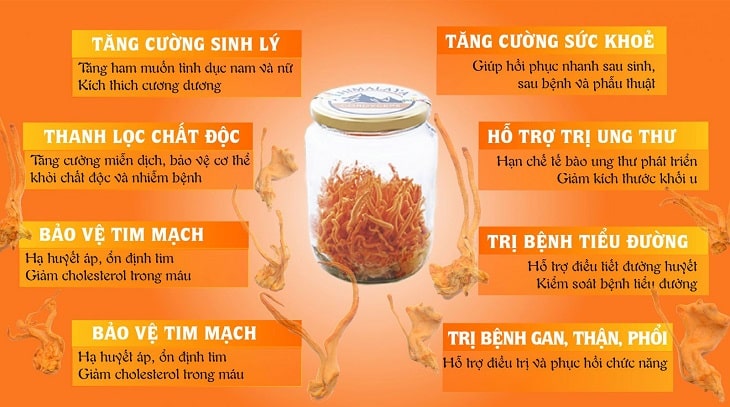 Một số công dụng nổi bật của đông trùng hạ thảo khô