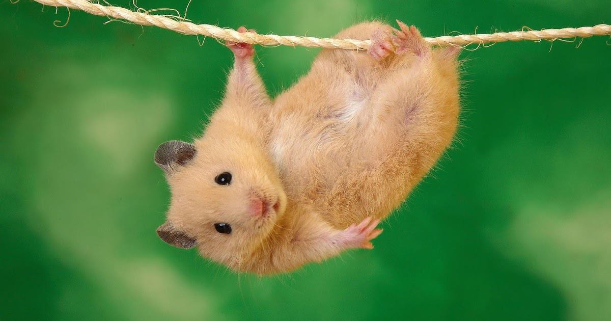 Chuột Hamster mang thai bao lâu, Chuột hamster đẻ bao nhiêu con? - 