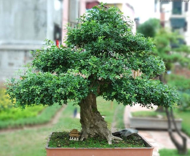 Cách trồng cây bonsai, Hướng dẫn trồng cây cảnh mini