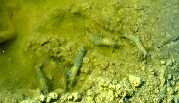 Cách Xử Lý Tôm Nổi Đầu: Nguyên Nhân & Giải Pháp Khẩn Cấp